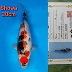 OGATA SHOWA 30CM SERTI