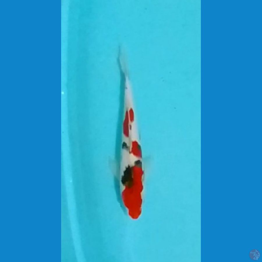 Sanke 30cm