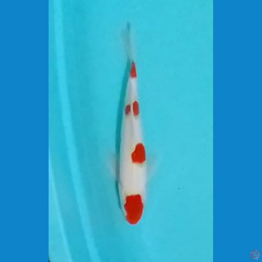 Kohaku 32cm 