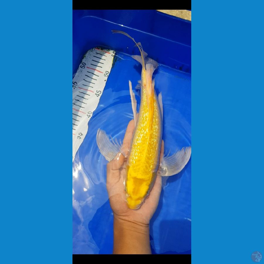 Ogon sleyer ginrin 35bu