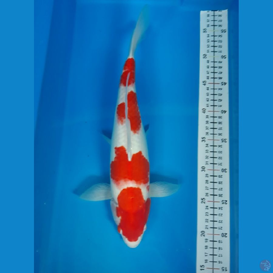 kohaku F 36