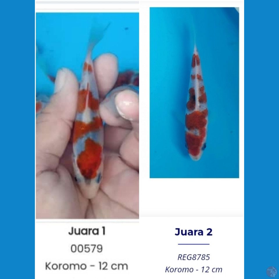 Koromo serti Juara