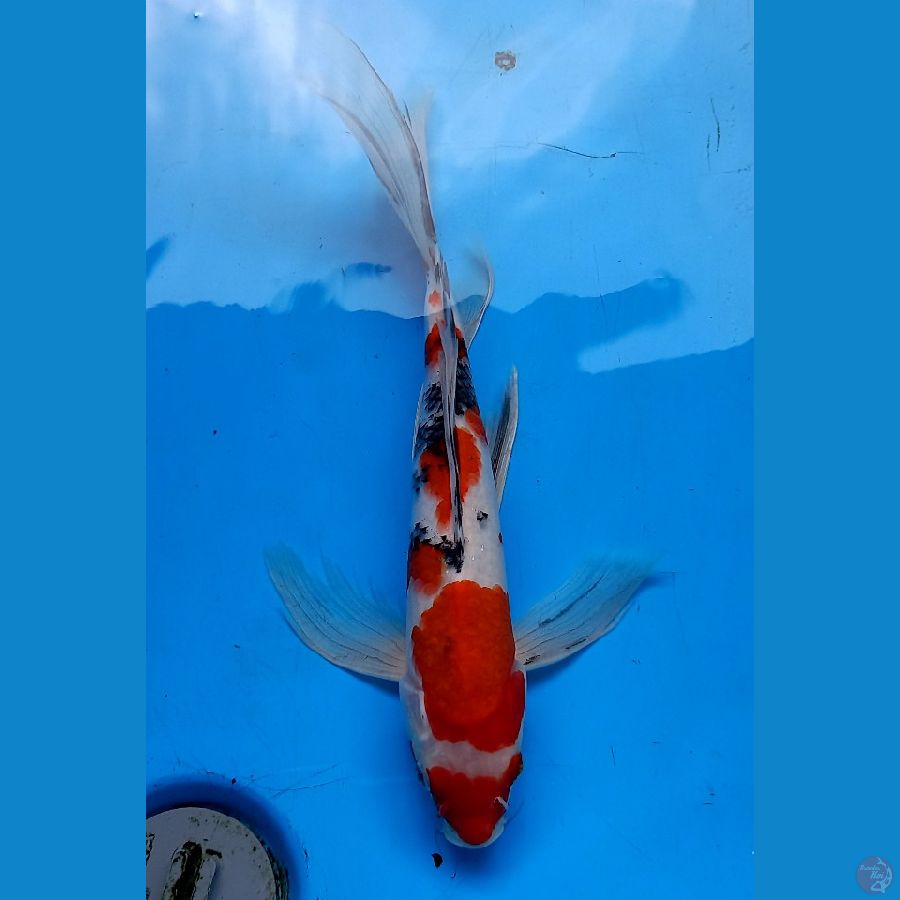 Kumpai sanke 35cm male