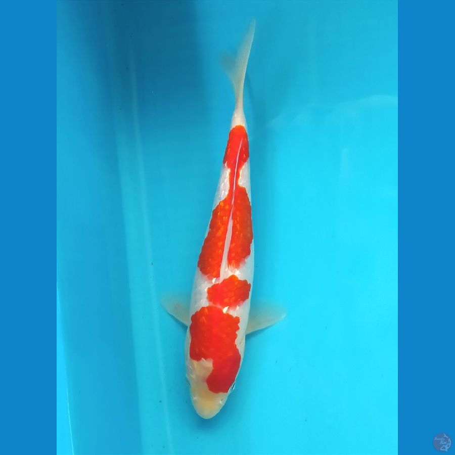 KOHAKU GINRIN 24CM FEMALE 