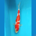 KOHAKU GINRIN 24CM FEMALE 