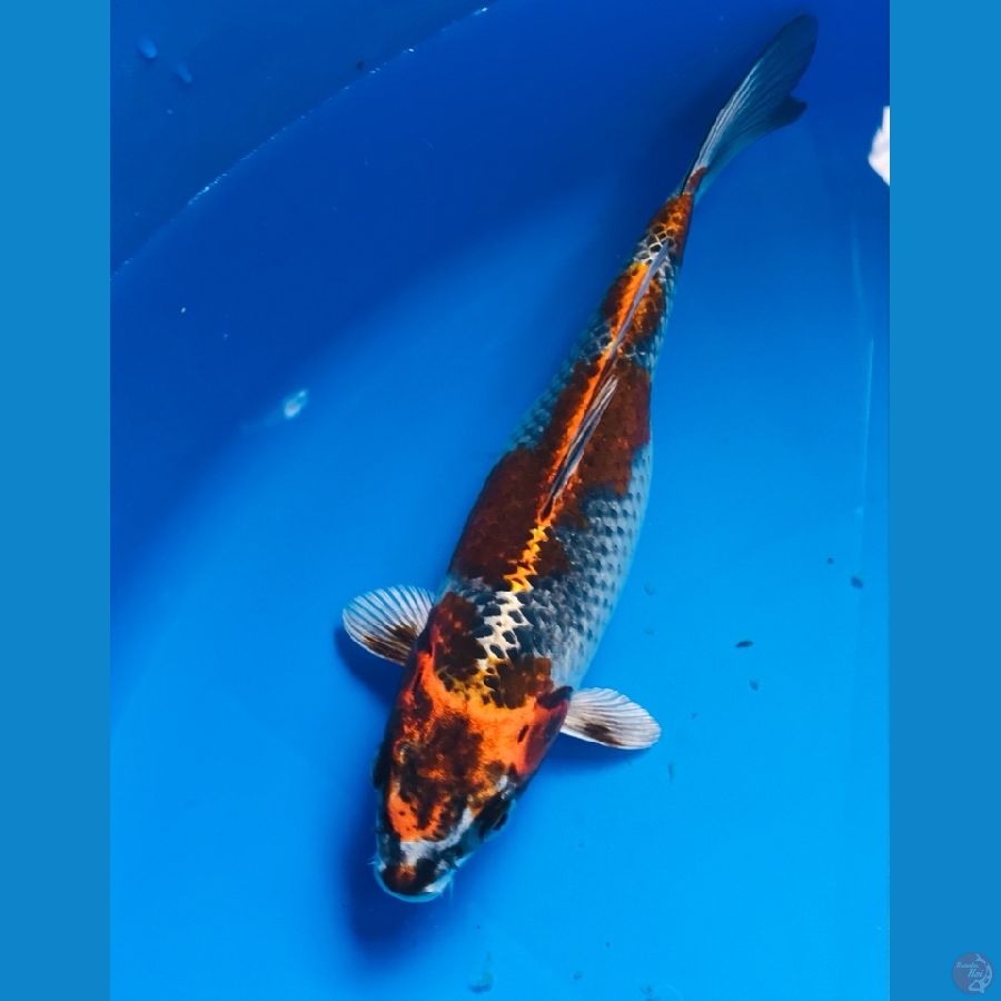 beni gingga 24cm