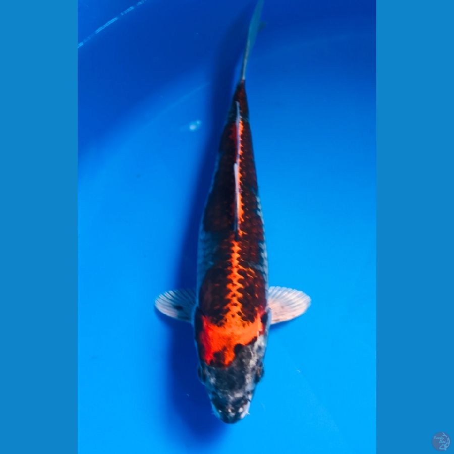 beni gingga 26cm