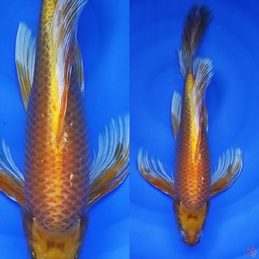 6. kumpay ogon bersh //40 cm