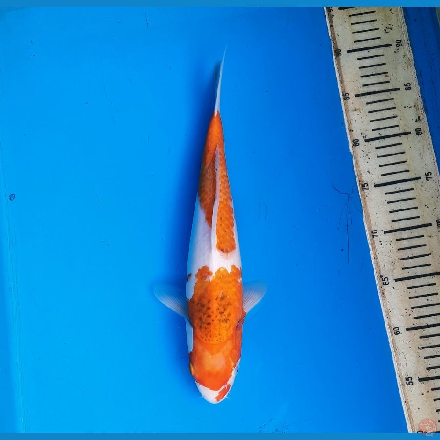 Goromo 35cm Female