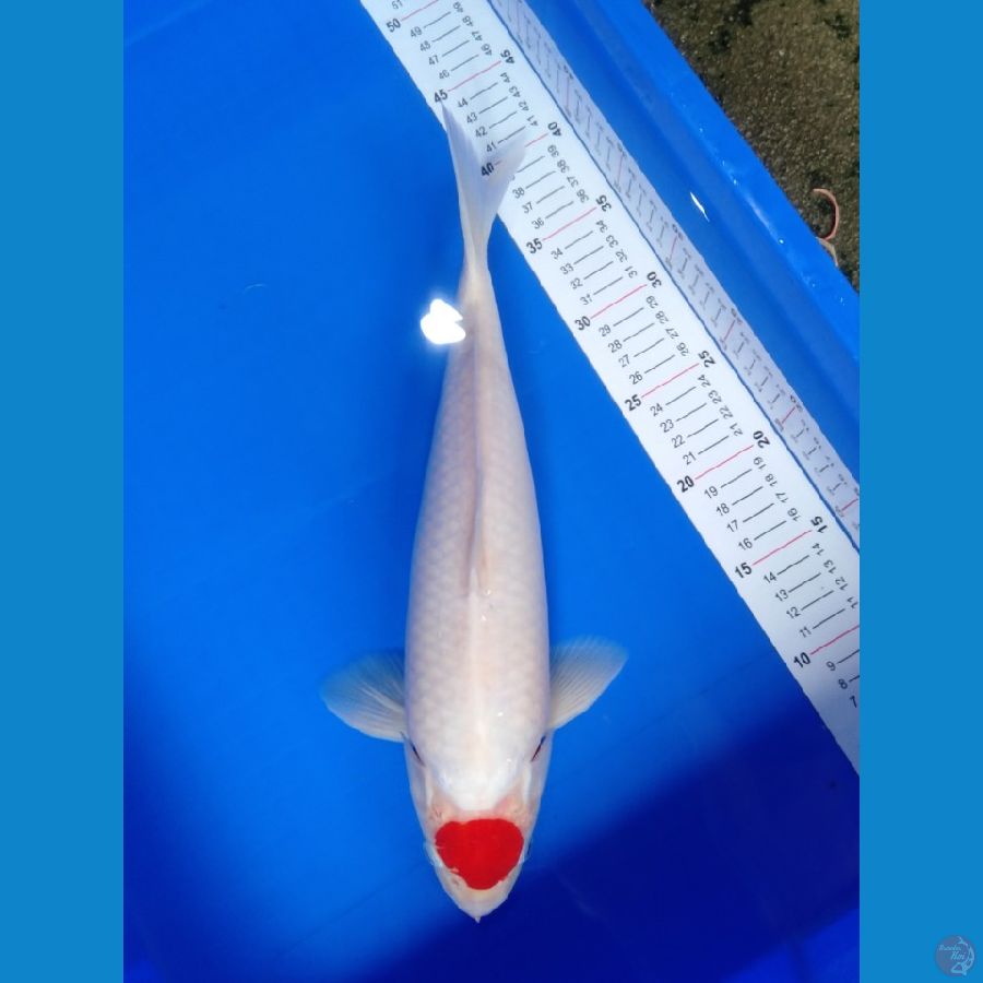 male 38cm 