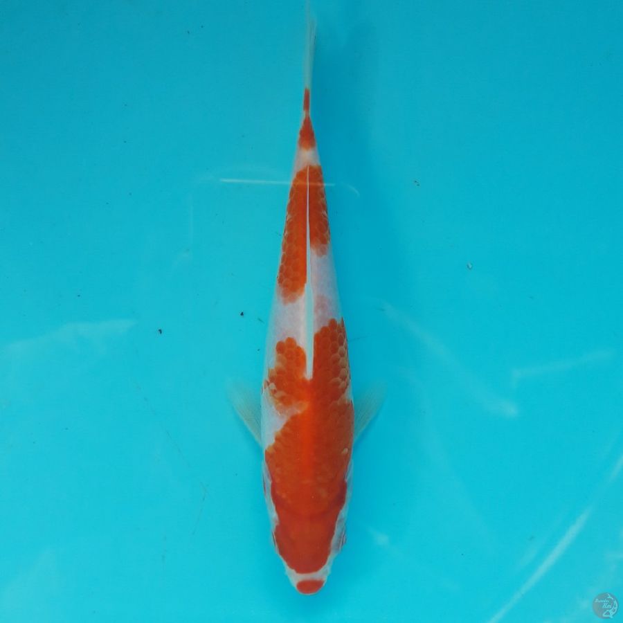 Minion - Kohaku Kuchibeni D 15cm
