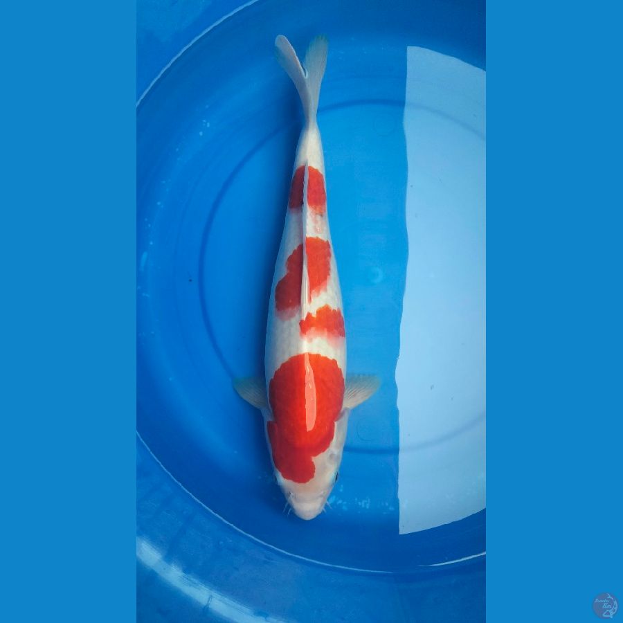 BIG KOHAKU 44 CM