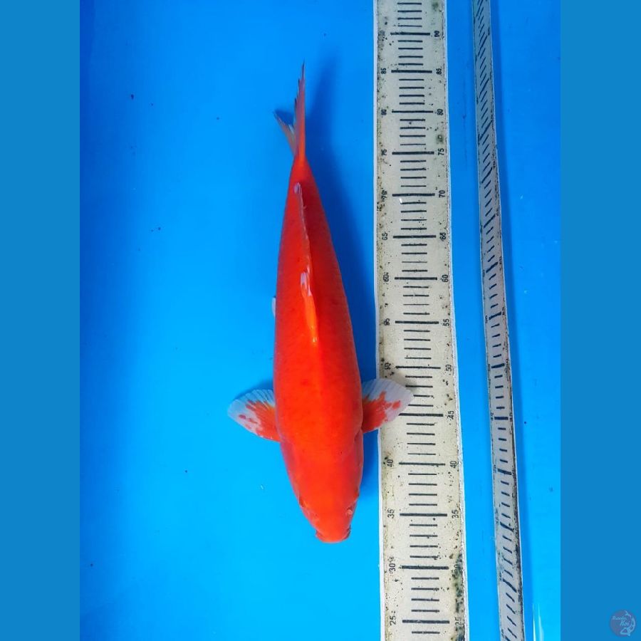 Super Red karasi 47cm Male ikan jinak