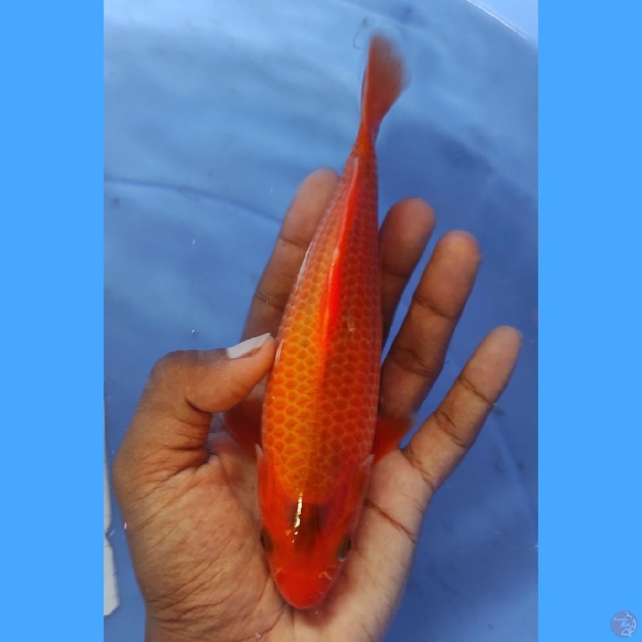 Red Karasi Corn SQ 20CM