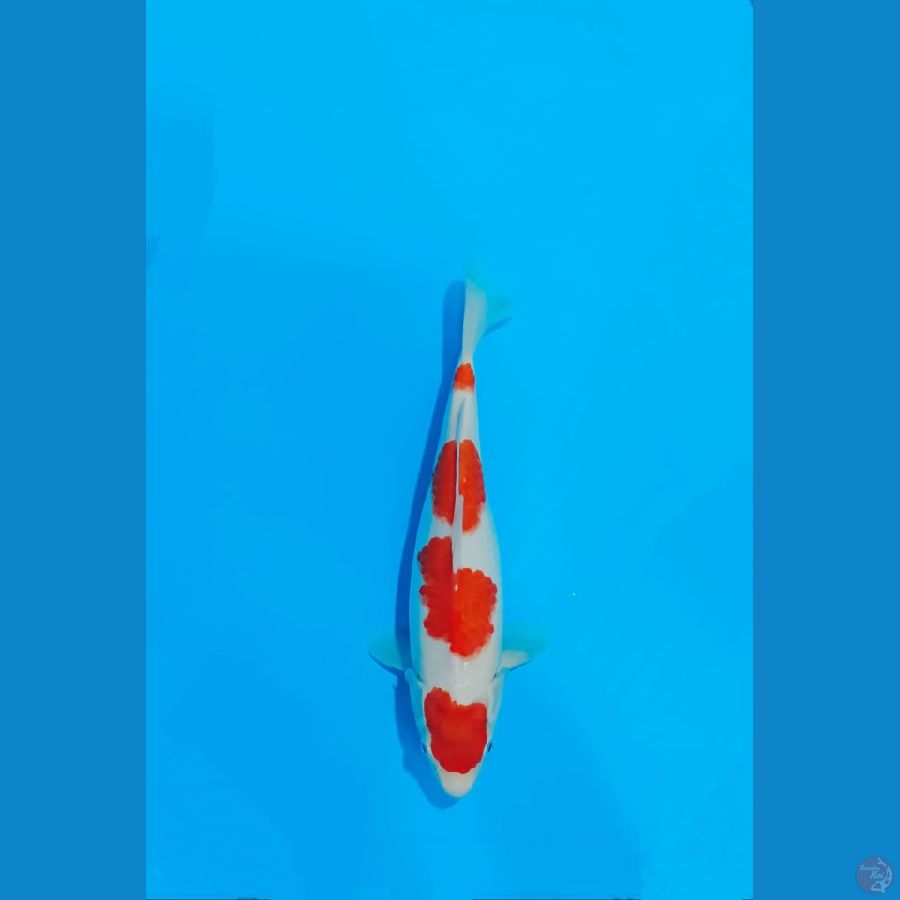 KOHAKU HQ 30 CM