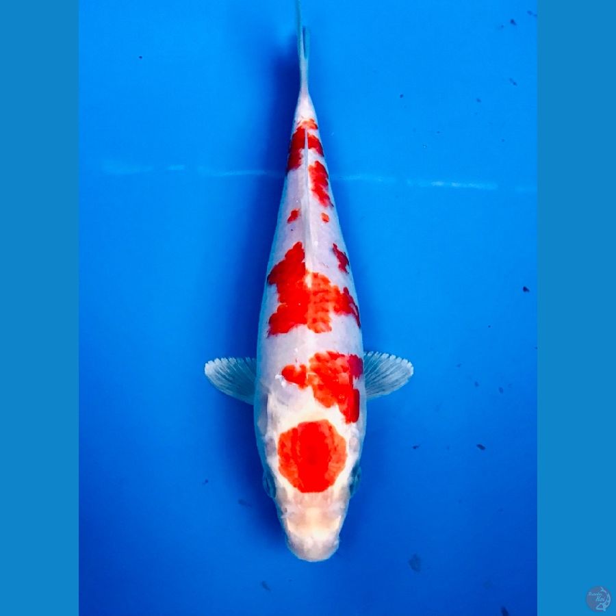 sakura ogon 24cm
