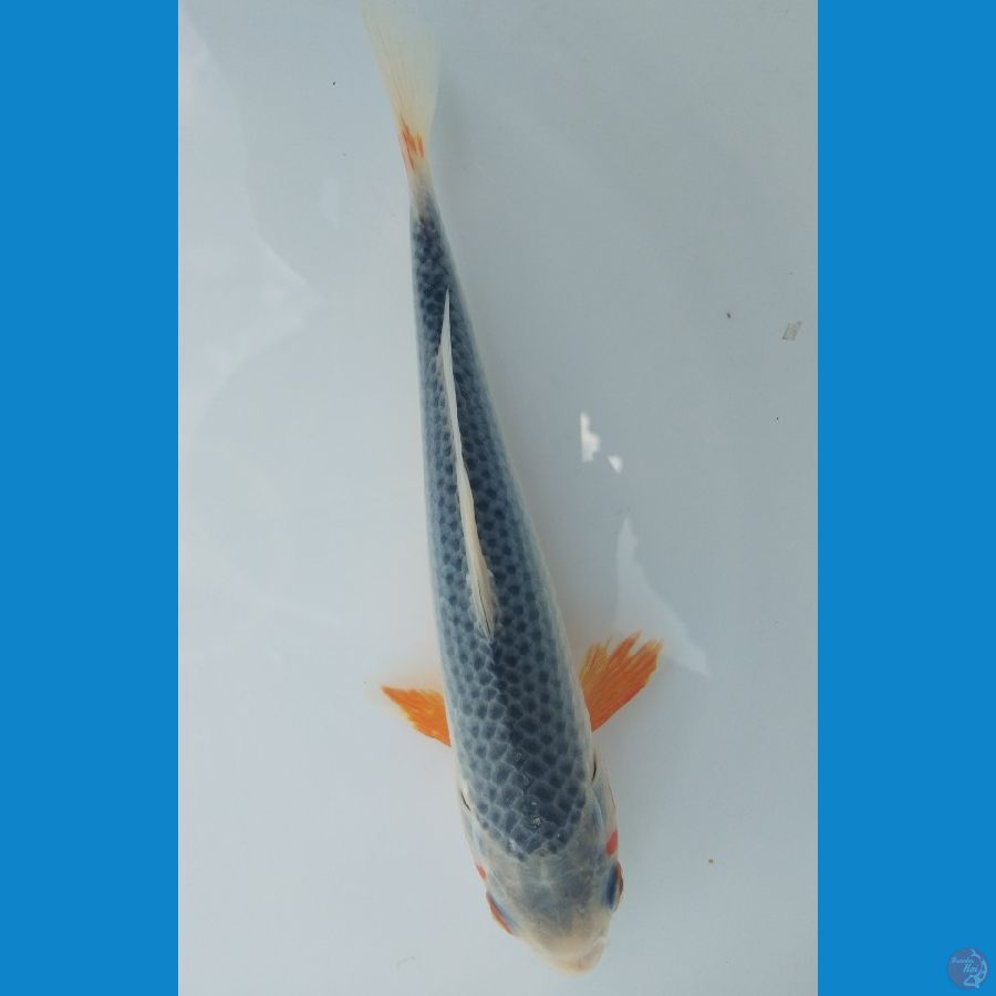 Asagi Sq 18cm