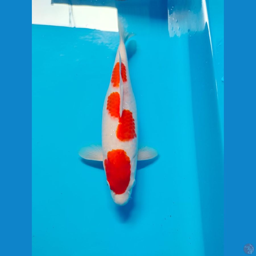 kohaku 28cm 