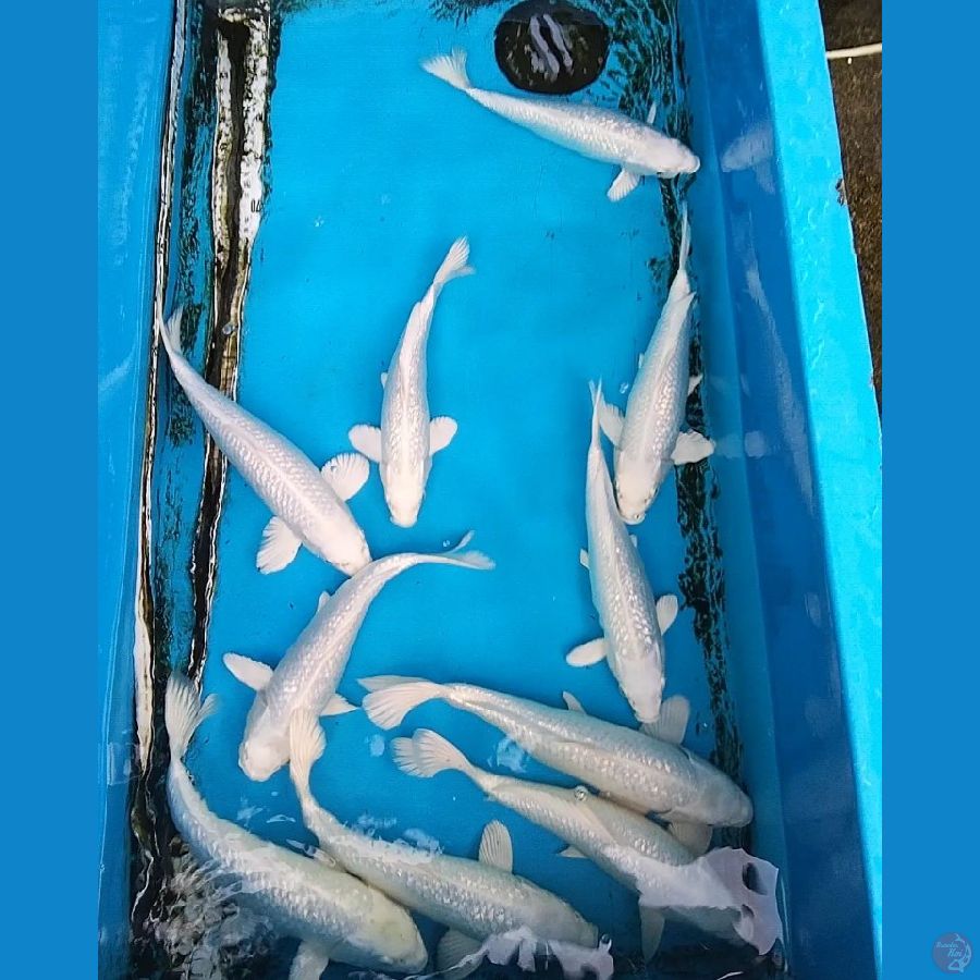 Platinum Ginrin 30-33cm