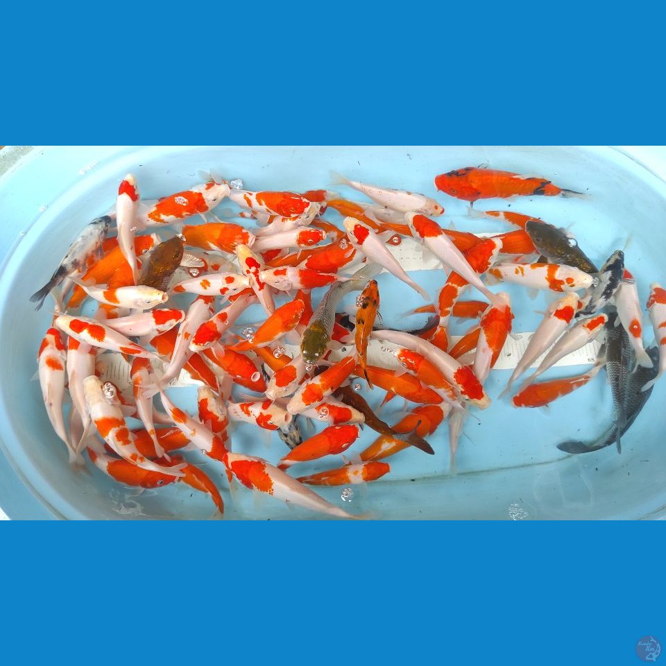 kohaku
