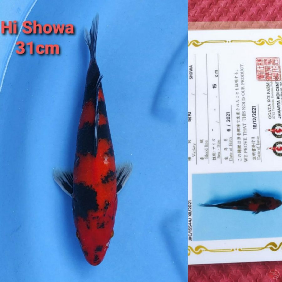 OGATA HI SHOWA 31CM SERTI