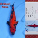 GENJIRO HI UTSURI 36CM SERTI