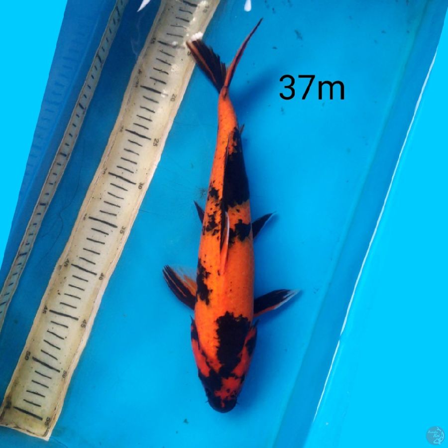 HI UTSURI, 37cm MALE