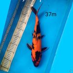 HI UTSURI, 37cm MALE