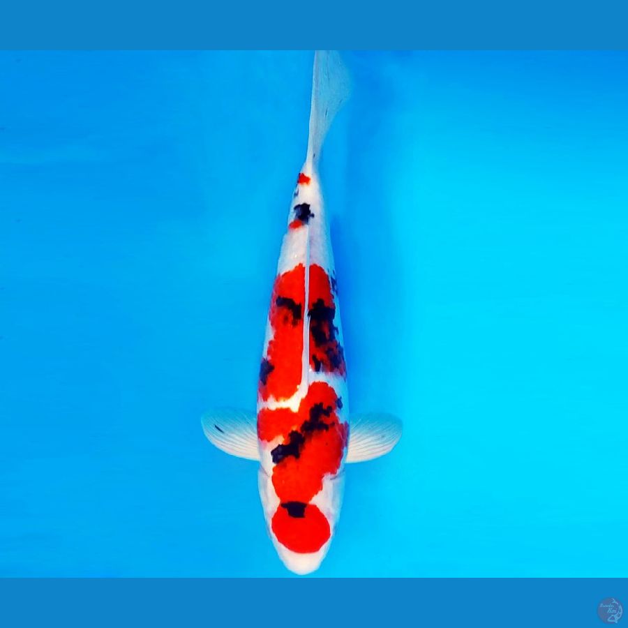 SONATA 3 ~ SANKE 34 cm/male ™