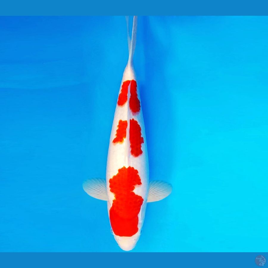 SONATA 4 ~ KOHAKU 40 cm/male ™