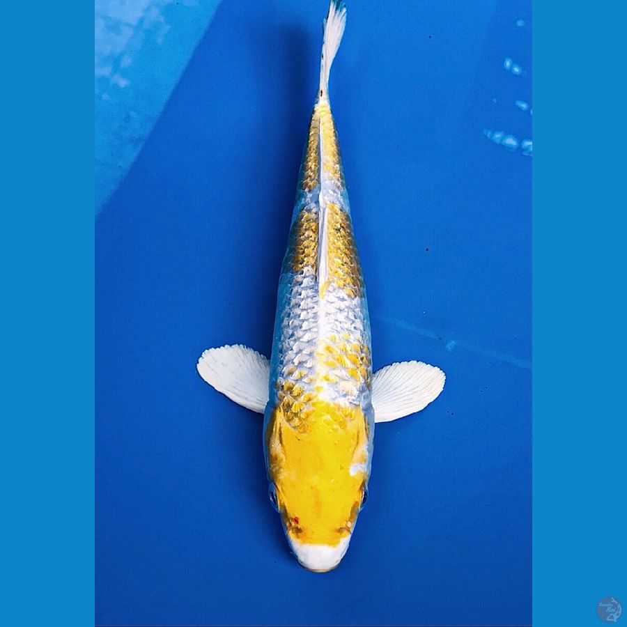hariwake ginrin 24cm