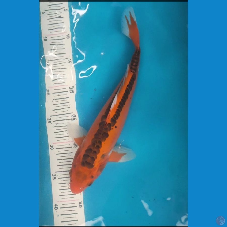 mizuho 33cm male