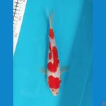 KOHAKU 24CM MALE 