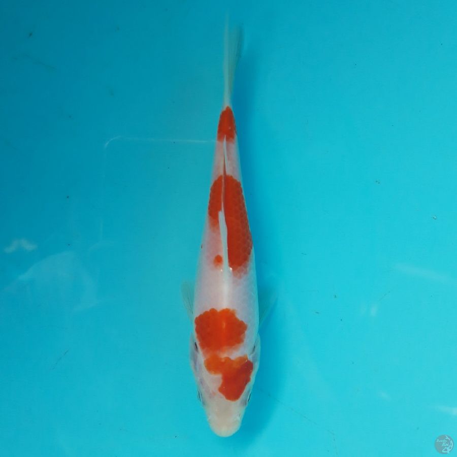 Minion - Kohaku F 15cm