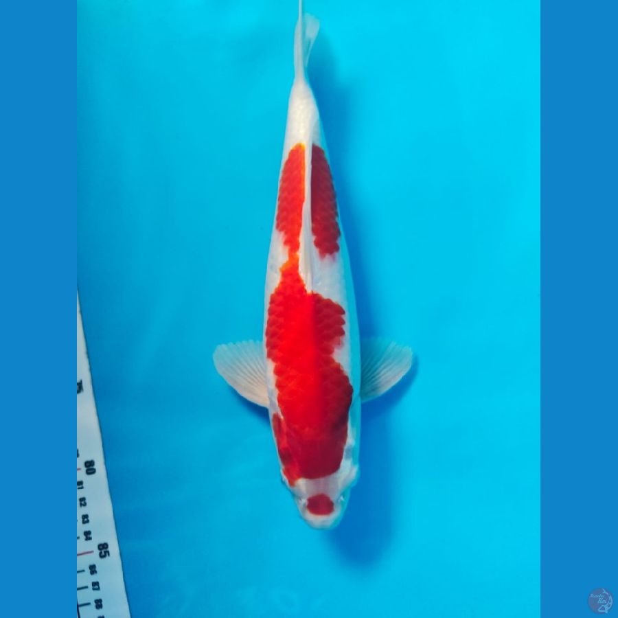 kohaku male 31cm