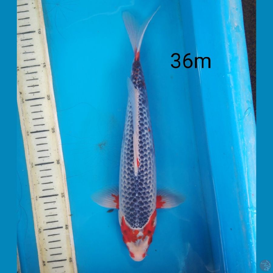 asagi, 36cm male