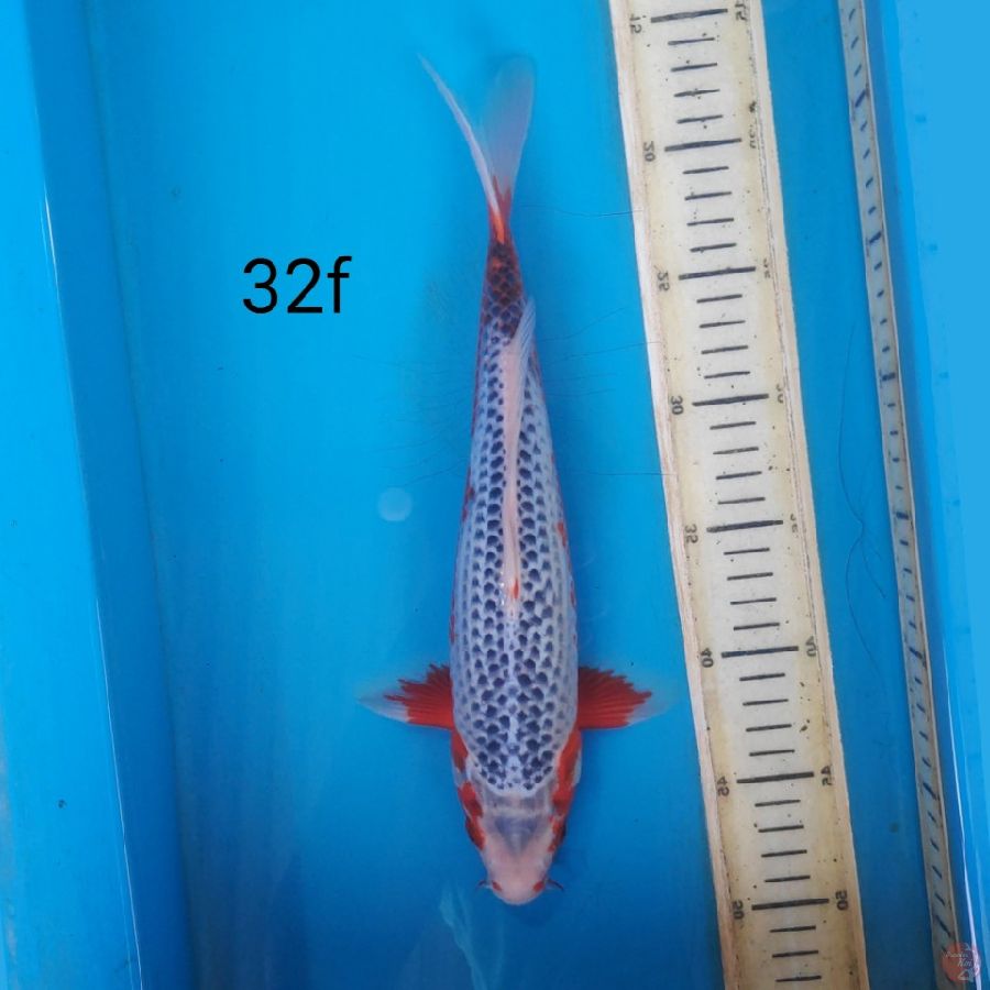 asagi, 32cm female