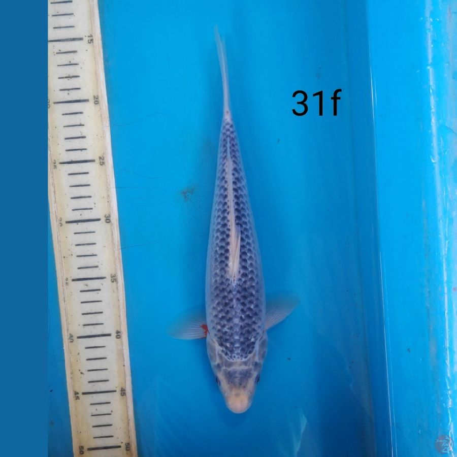 asagi, 31cm female