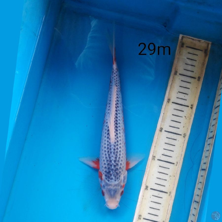 asagi, 29cm male