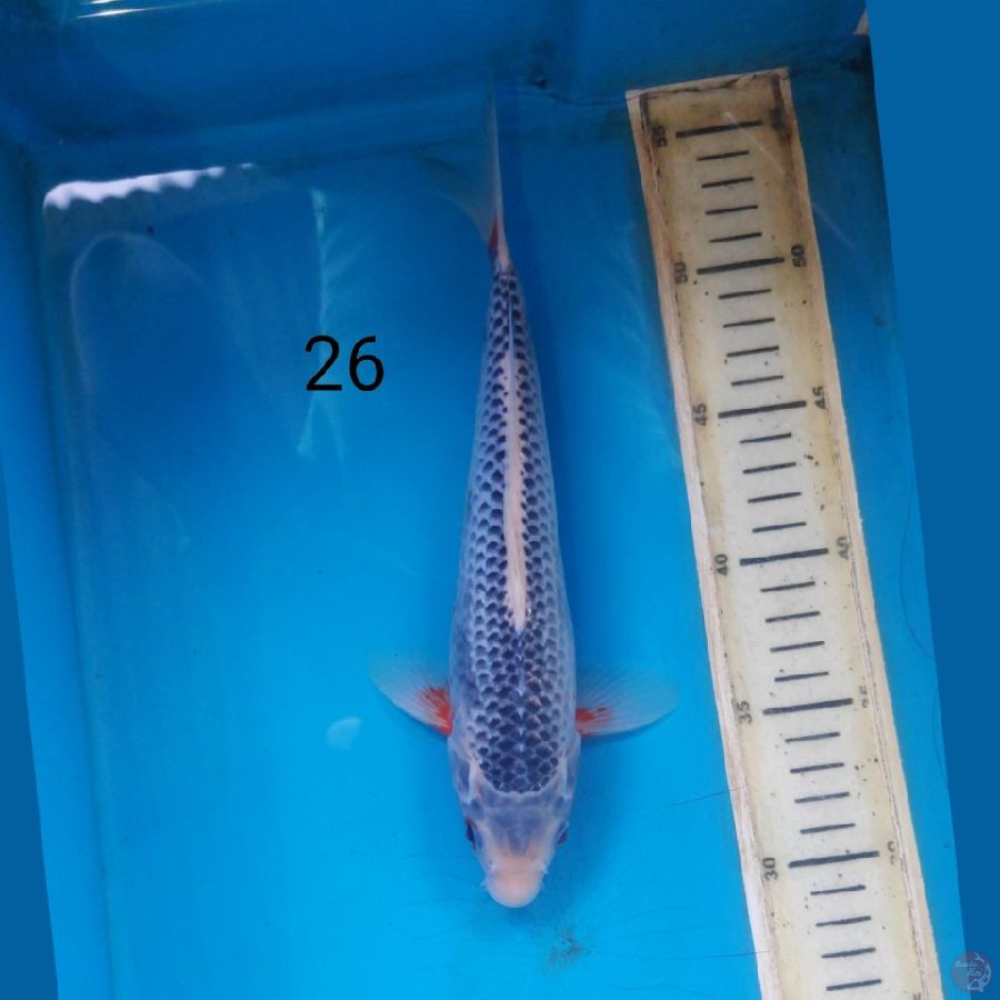 asagi, 26cm