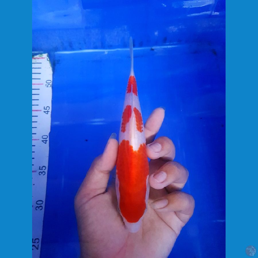 Kohaku sisik 21 cm