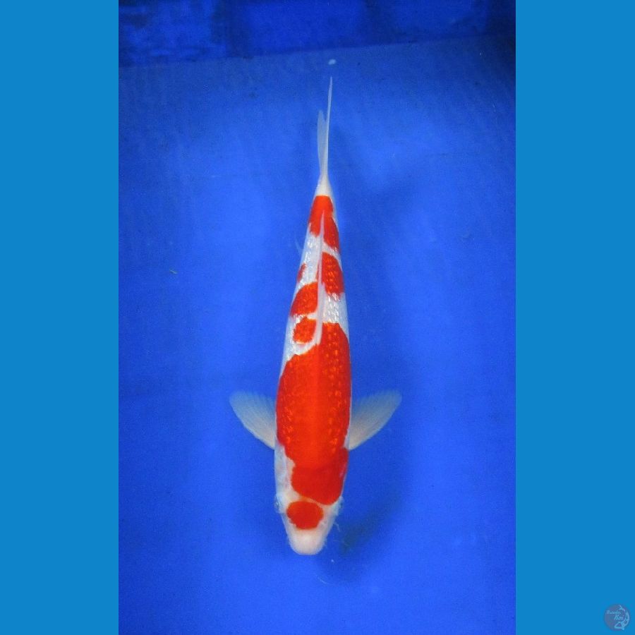 kohaku ginrin ±33cm jantan