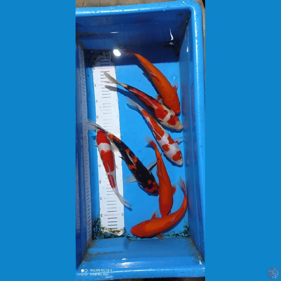 mix 25-30cm