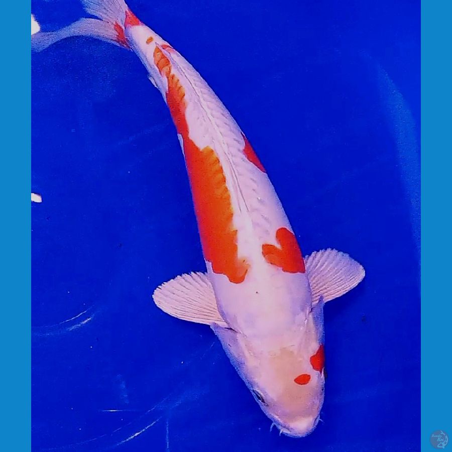 Kikushui male 38 cm