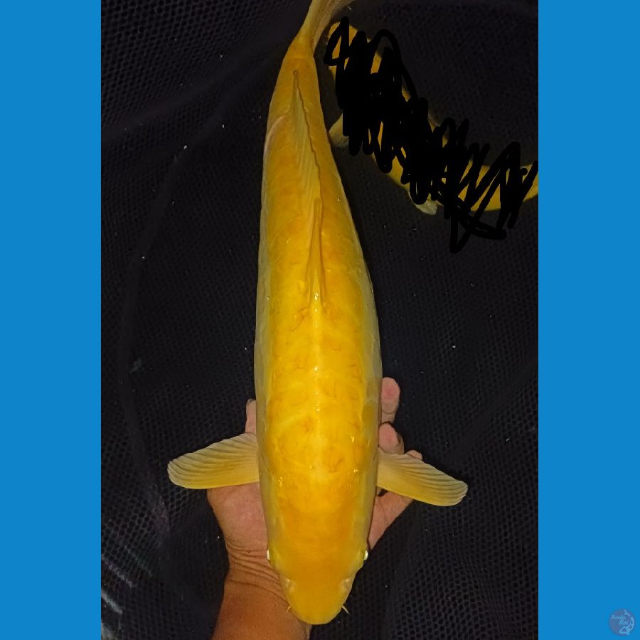 Karashi lemon aragoke MM jantan 50 cm 