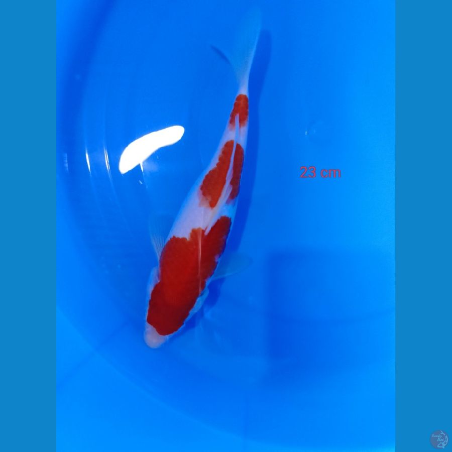 kohaku 23 cm putih 