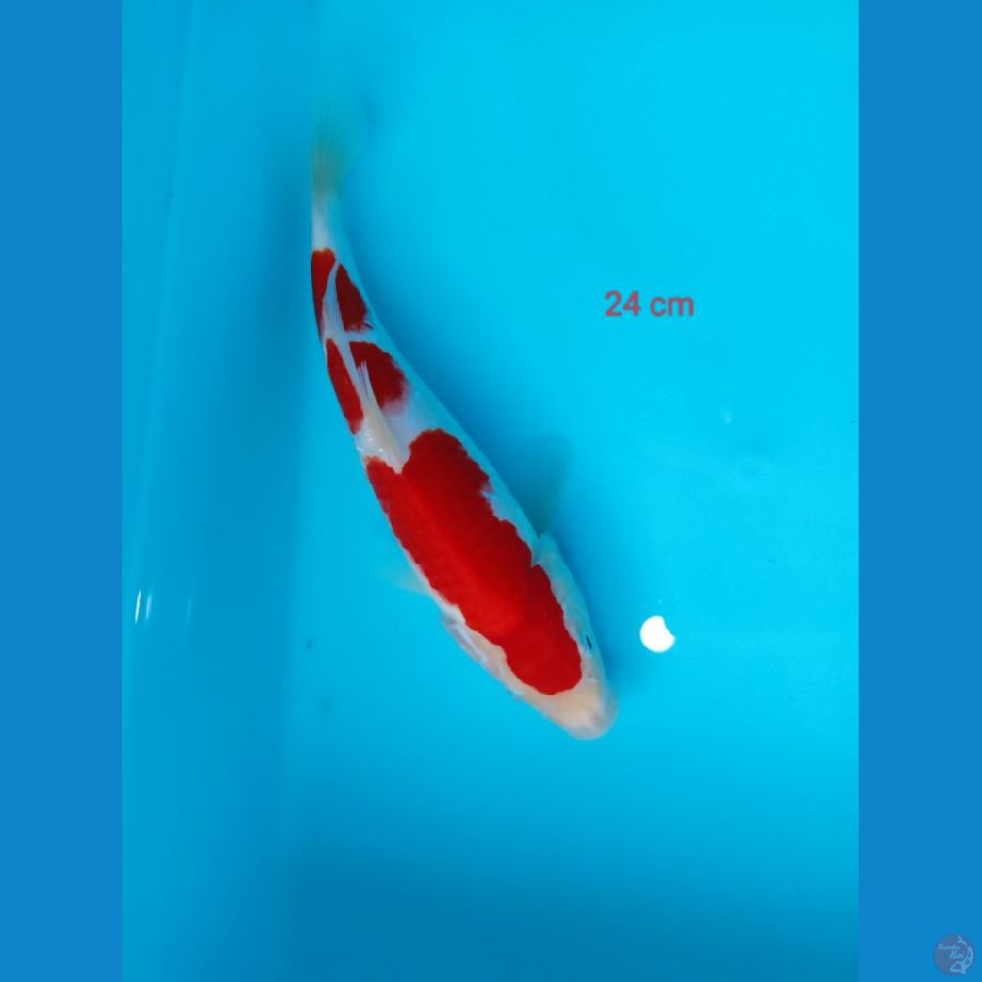 strong kohaku 24 cm