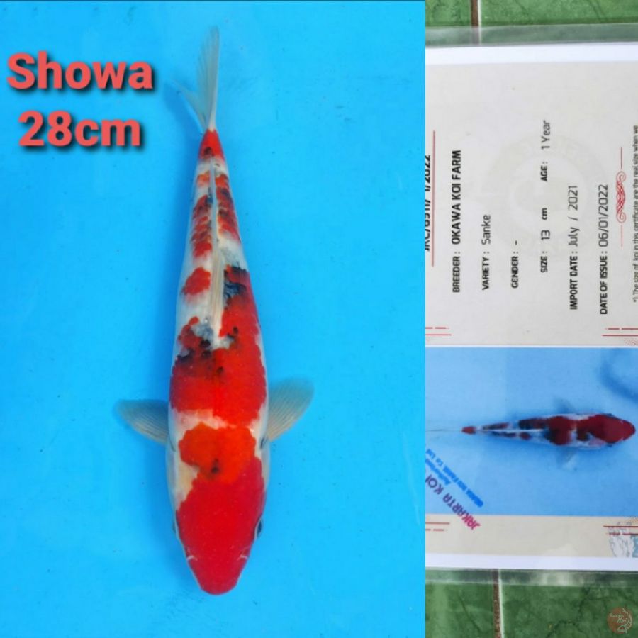 OKAWA SHOWA 28CM SERTI