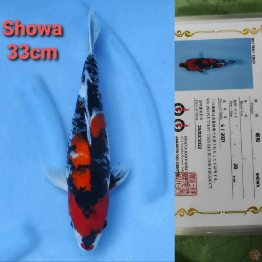 OGATA SHOWA 33CM SERTI