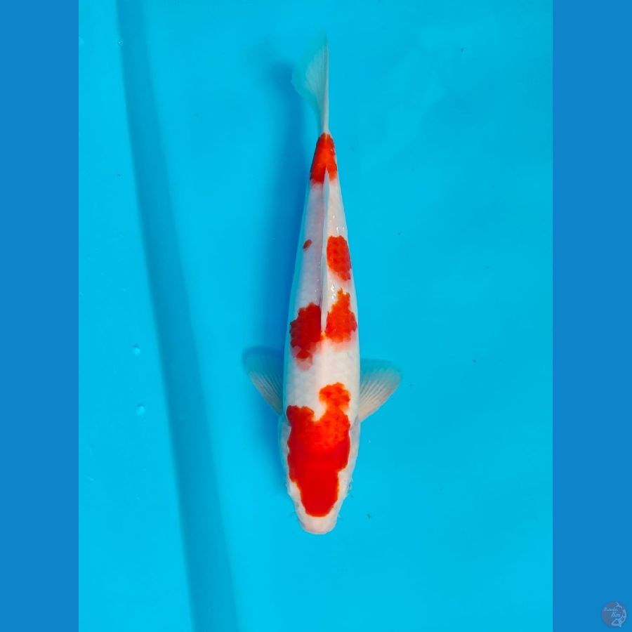 kohaku male 29cm 